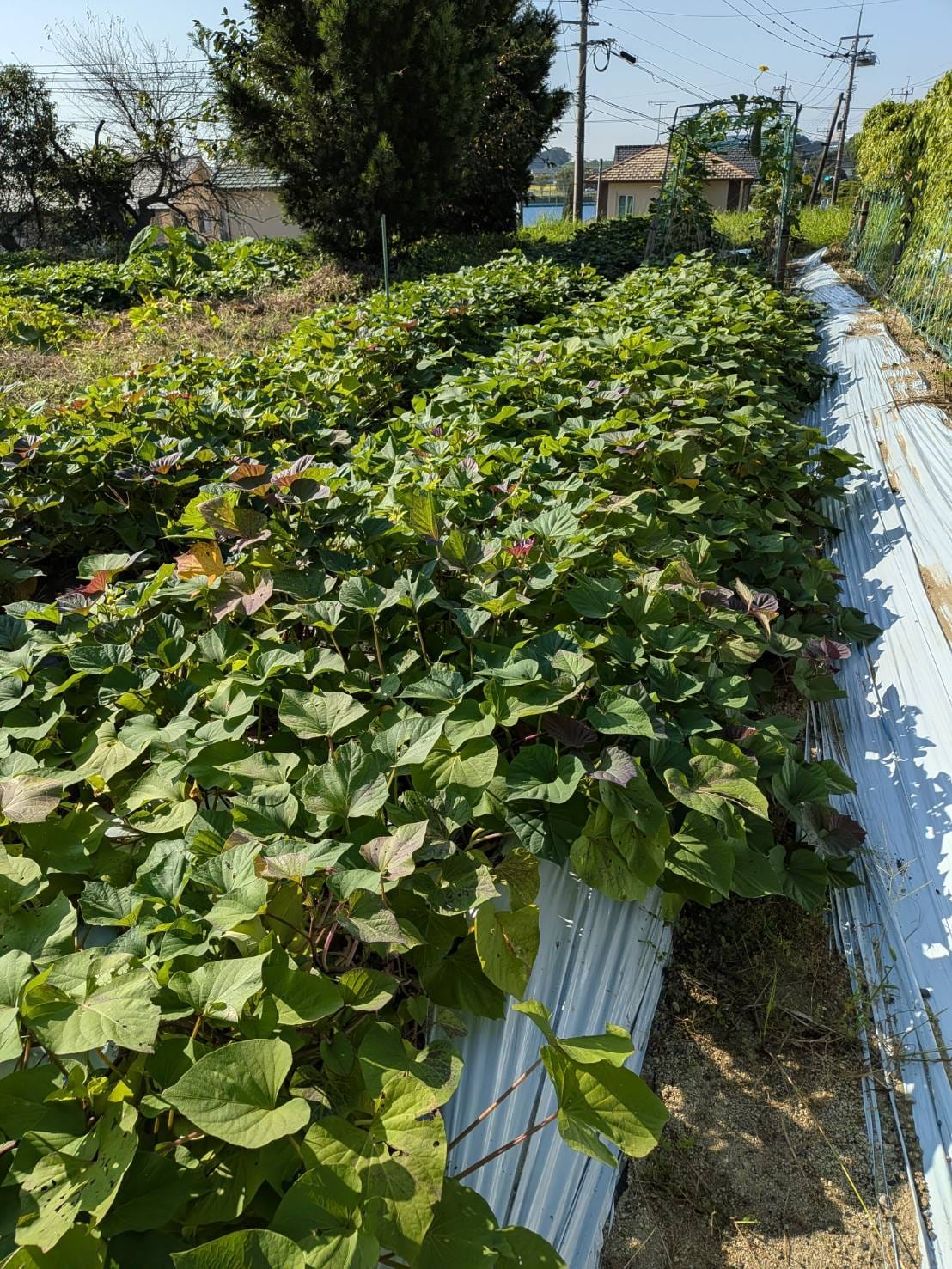 シニア就労支援部の活動4