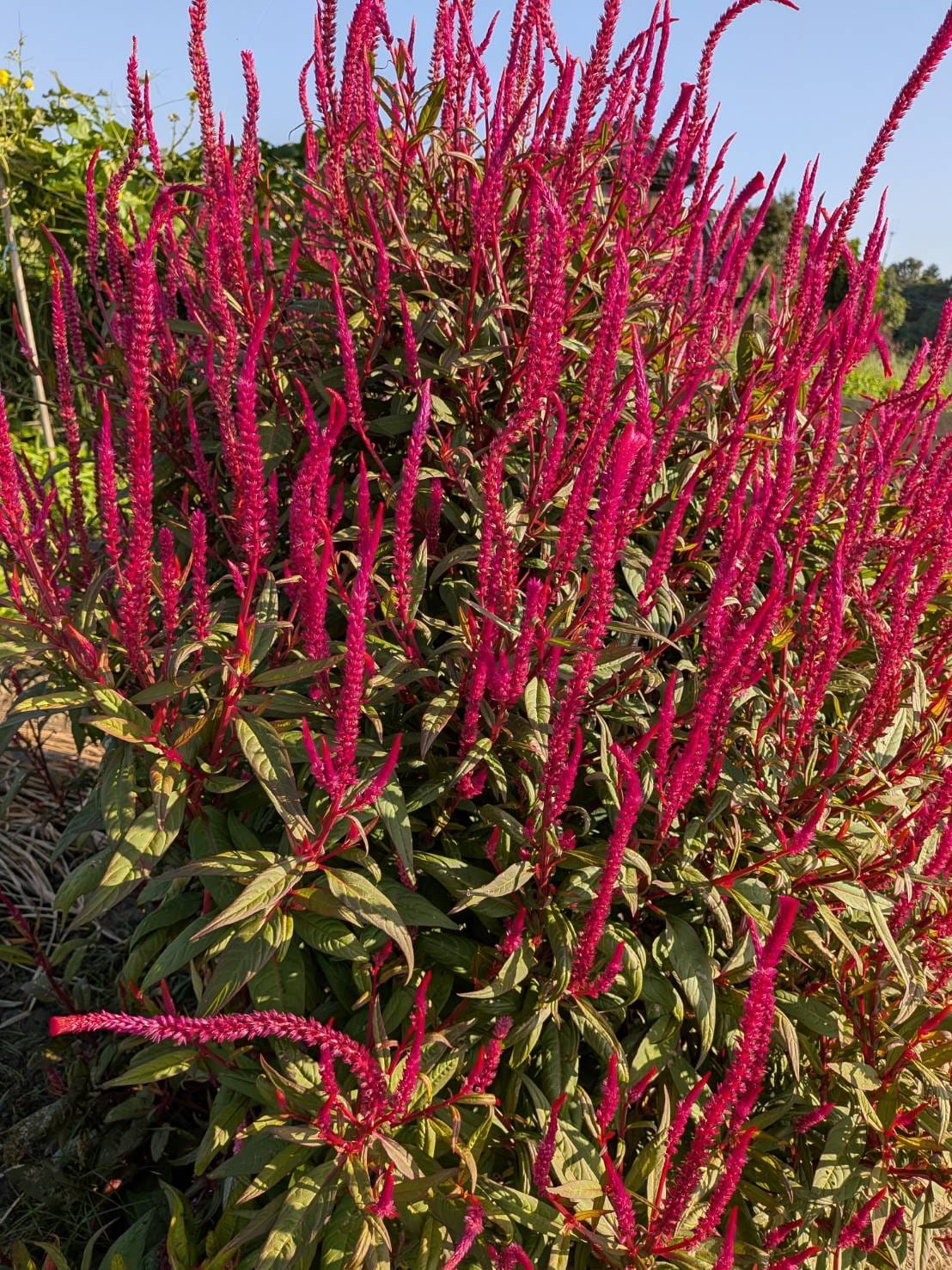 シニア就労支援部の活動1