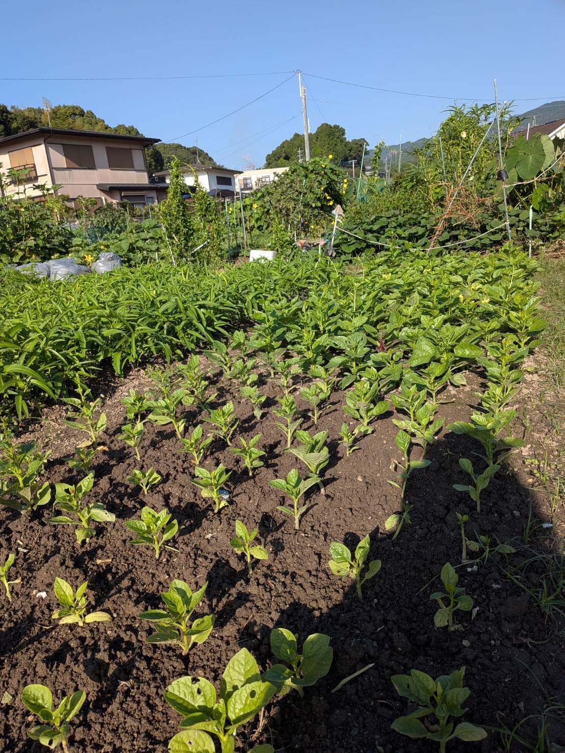 シニア就労支援部の活動2