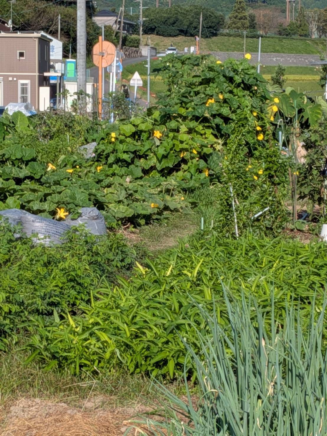 シニア就労支援部の活動3